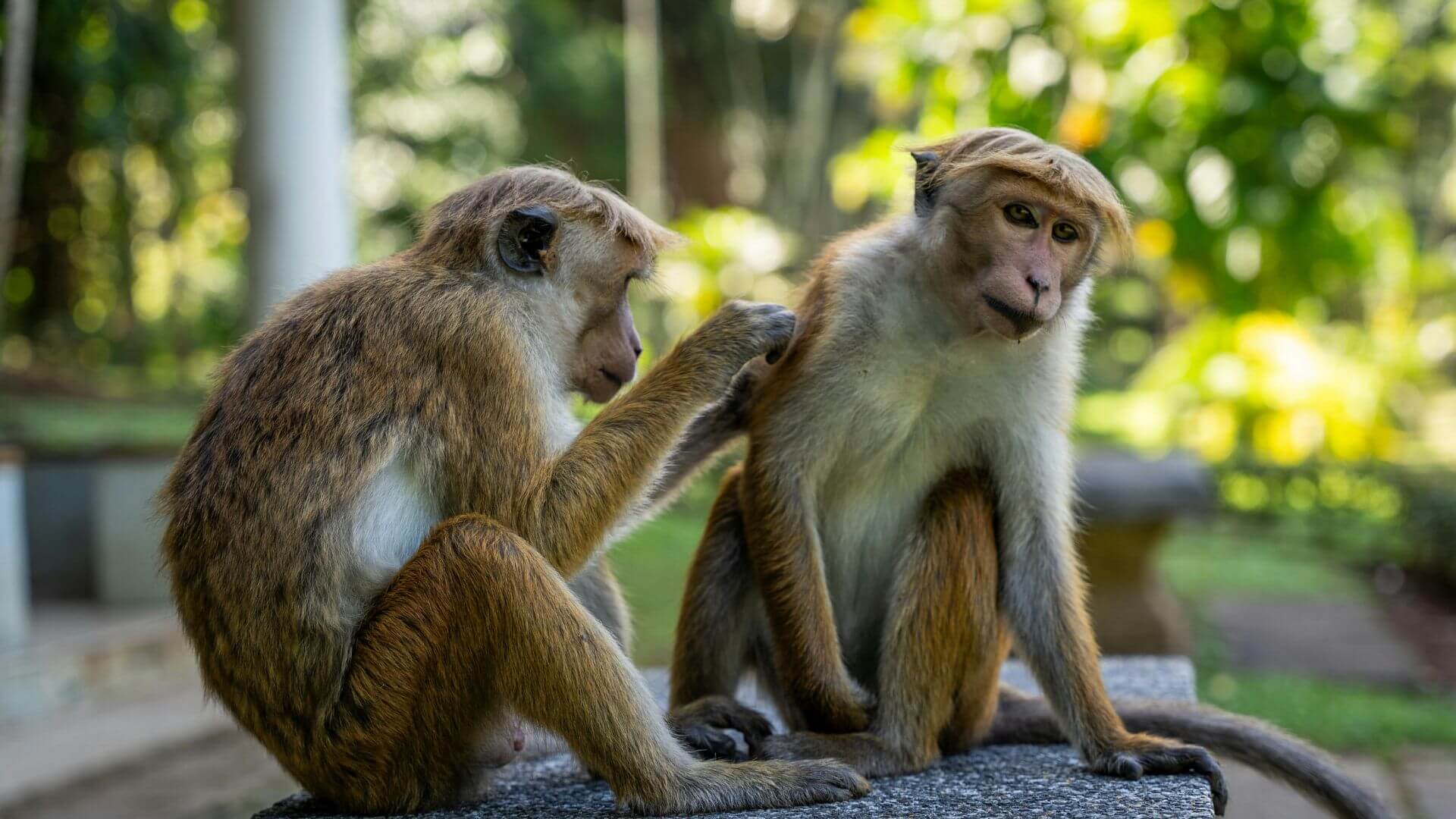 Šri Lanka i Maldivi putovanje