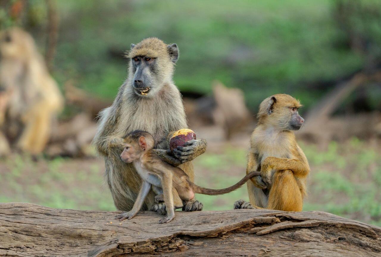 Safari u Tanzaniji i odmor Zanzibar